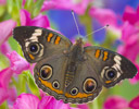Buckeye Butterfly