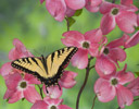 Male Eastern Tiger Swallowtail