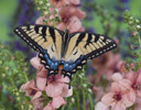 Female Eastern Tiger Swallowtail