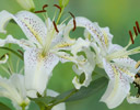 Giant Swallowtail Butterfly - Papilio cresphontes on white Oriental Lily, Sammamish, Washington