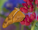 Julia Butterfly
