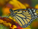 Monarch butterfly