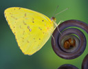 Sulfur Butterfly