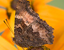 Tortoise-shell Butterfly