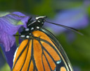 Viceroy Butterfly