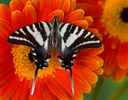 Zebra Swallowtail Butterfly