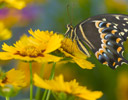 Palamedes Swallowtail