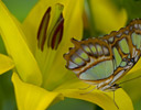 Malachite Butterfly