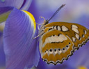 Athyma perius Common Sergeant