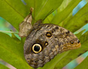 Caligo eurilochus - Forest Mort Blue