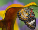 Cethosia cyane - Leopard Lacewing