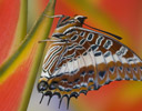 Charaxes brutus