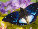 Charaxes cithaeron - Blue-spotted Charaxes