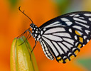 Chilasa clytia