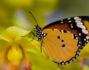 Danaus chrysippus - Plain Tiger