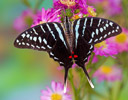 Graphium colonna - Black Swordtail