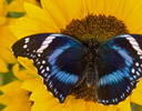 Hypolimnas antevorta - Egg-fly Butterfly