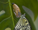 Idea leuconoe - Paper Kite just out of Pupae