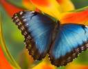Morpho  peleides Female - Common Blue Morpho