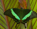 Papilio palinurus - Banded Peacock Butterfly