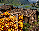 Harvested corn hanging to cure near Yangjiawan, Kunming area of China