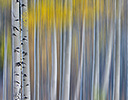 Aspen Grove in glowing golden colors of autumn near Aspen Township, Colorado shown as a vertical pan blur