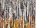 Keebler Pass, Colorado, Fall golden aspens