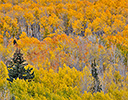 Keebler Pass, Colorado, Fall golden aspens