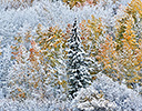 Rocky Mountains Colorado Fall Colors of Aspens and fresh snow Keebler Pass