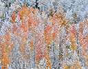 Rocky Mountains Colorado Fall Colors of Aspens and fresh snow Keebler Pass