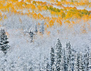 Rocky Mountains Colorado Fall Colors of Aspens and fresh snow Keebler Pass