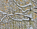 Fresh autumn snows Keebler Pass, Colorado