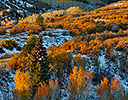 Dallas Mountain and San Juan Mountain Range, Colorado, Autumn colors and aspens glowing gold.
