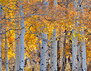 Aspen Glowing along Dallas Mountain Road, San Juan Mountains Colorado