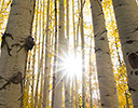 Aspen Grove looking up with suns star brust near Keebler Pass, Colorado