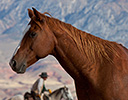 Fall Cowboy Horse Drive, Shell Wyoming and the Hideout Ranch