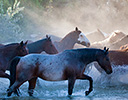 Fall Cowboy Horse Drive, Shell Wyoming and the Hideout Ranch