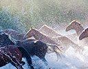Fall Cowboy Horse Drive, Shell Wyoming and the Hideout Ranch
