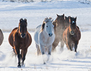 Winter Horse Drive Hideout Ranch, Shell WY.