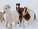 Winter Horse Drive Hideout Ranch, Shell WY.