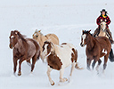 Winter Horse Drive Hideout Ranch, Shell WY.