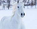 Winter Horse Drive Hideout Ranch, Shell WY.