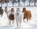 Winter Horse Drive Hideout Ranch, Shell WY.