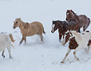 Winter Horse Drive Hideout Ranch, Shell WY.