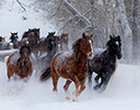 Winter Horse Drive Hideout Ranch, Shell WY.