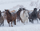 Winter Horse Drive Hideout Ranch, Shell WY.