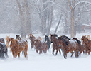 Winter Horse Drive Hideout Ranch, Shell WY.