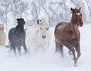 Winter Horse Drive Hideout Ranch, Shell WY.