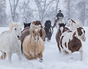 Winter Horse Drive Hideout Ranch, Shell WY.