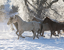 Winter Horse Drive Hideout Ranch, Shell WY.